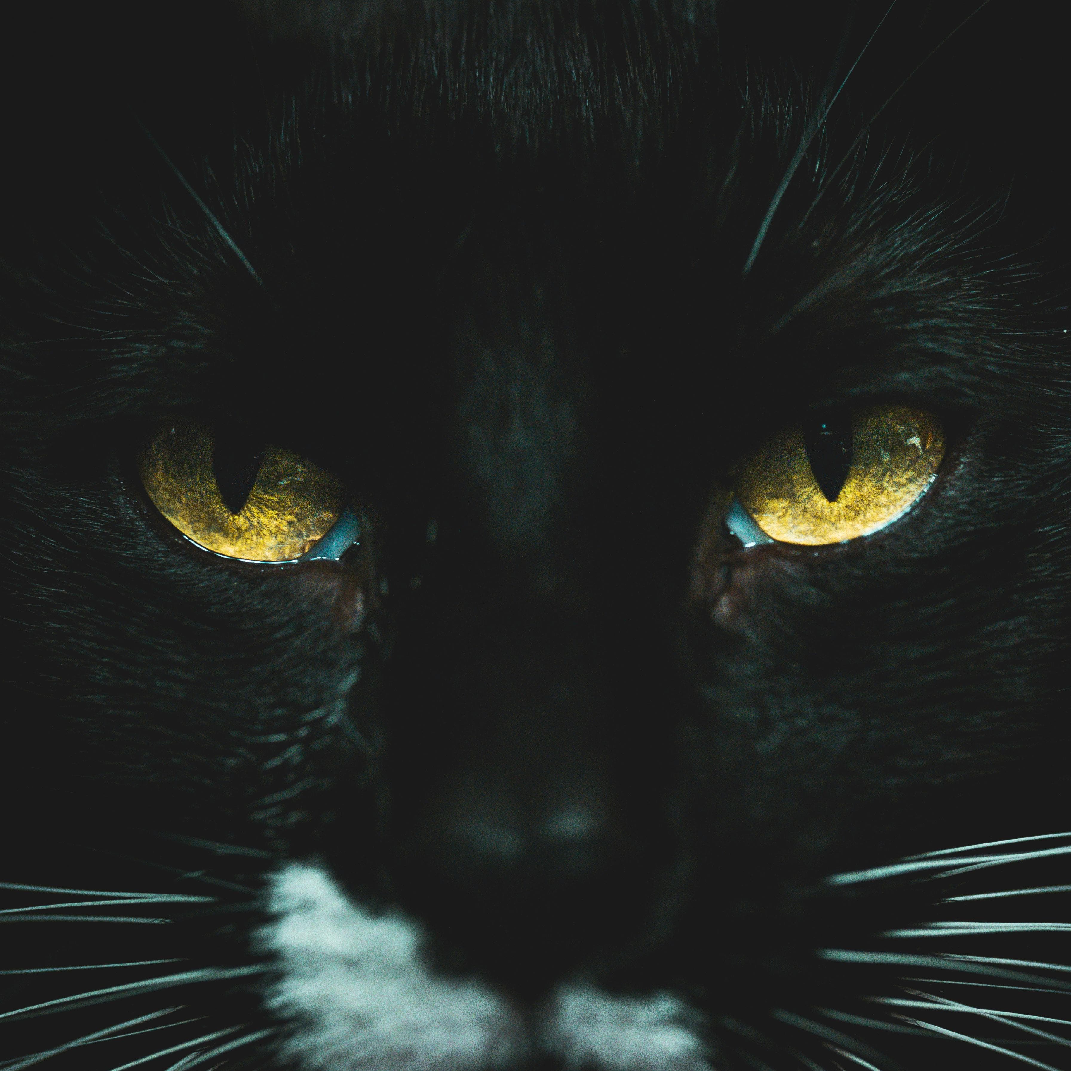 Foto Del Primo Piano Del Gatto Nero
