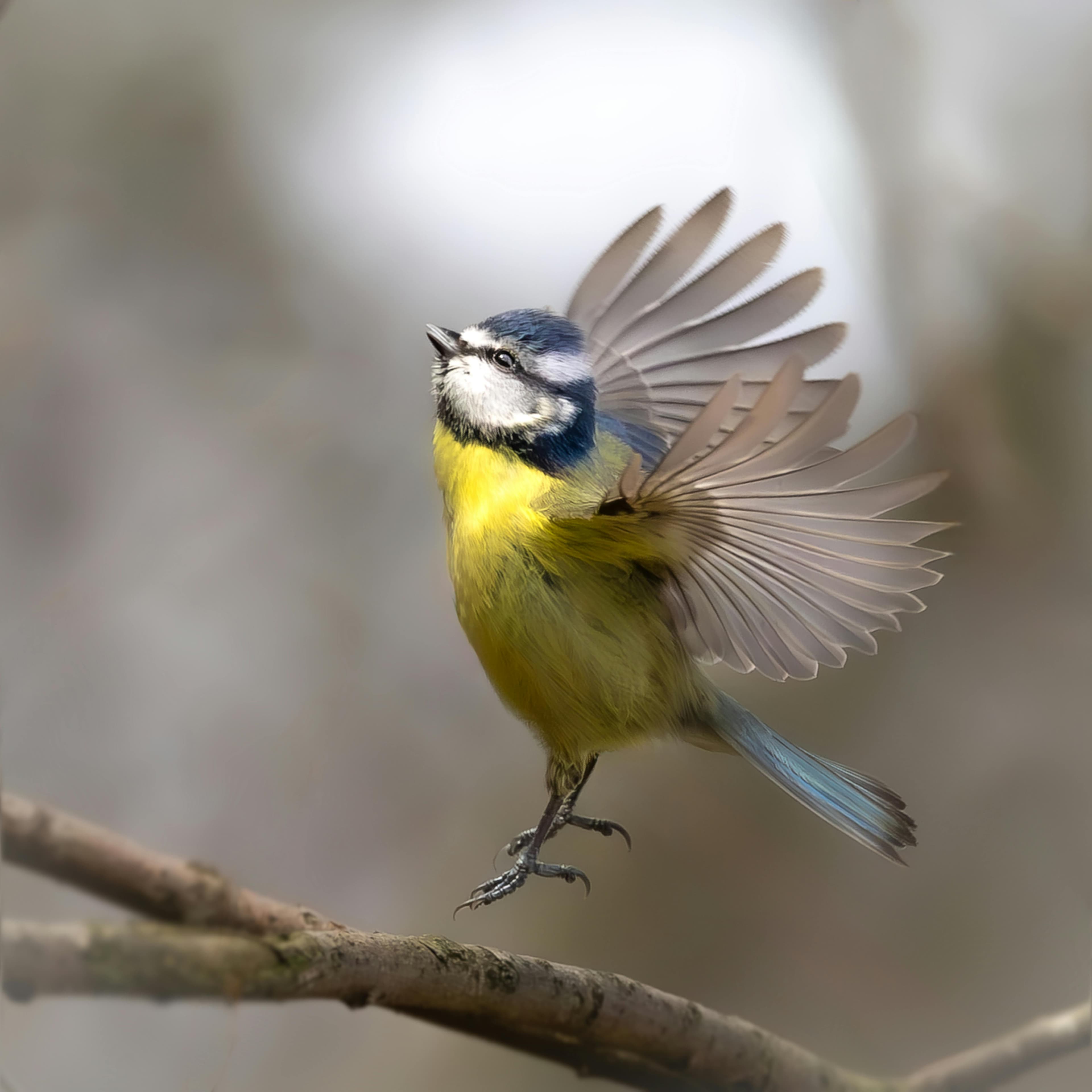 cyanistes caeruleus, 가지, 깃털 패턴의 무료 스톡 사진