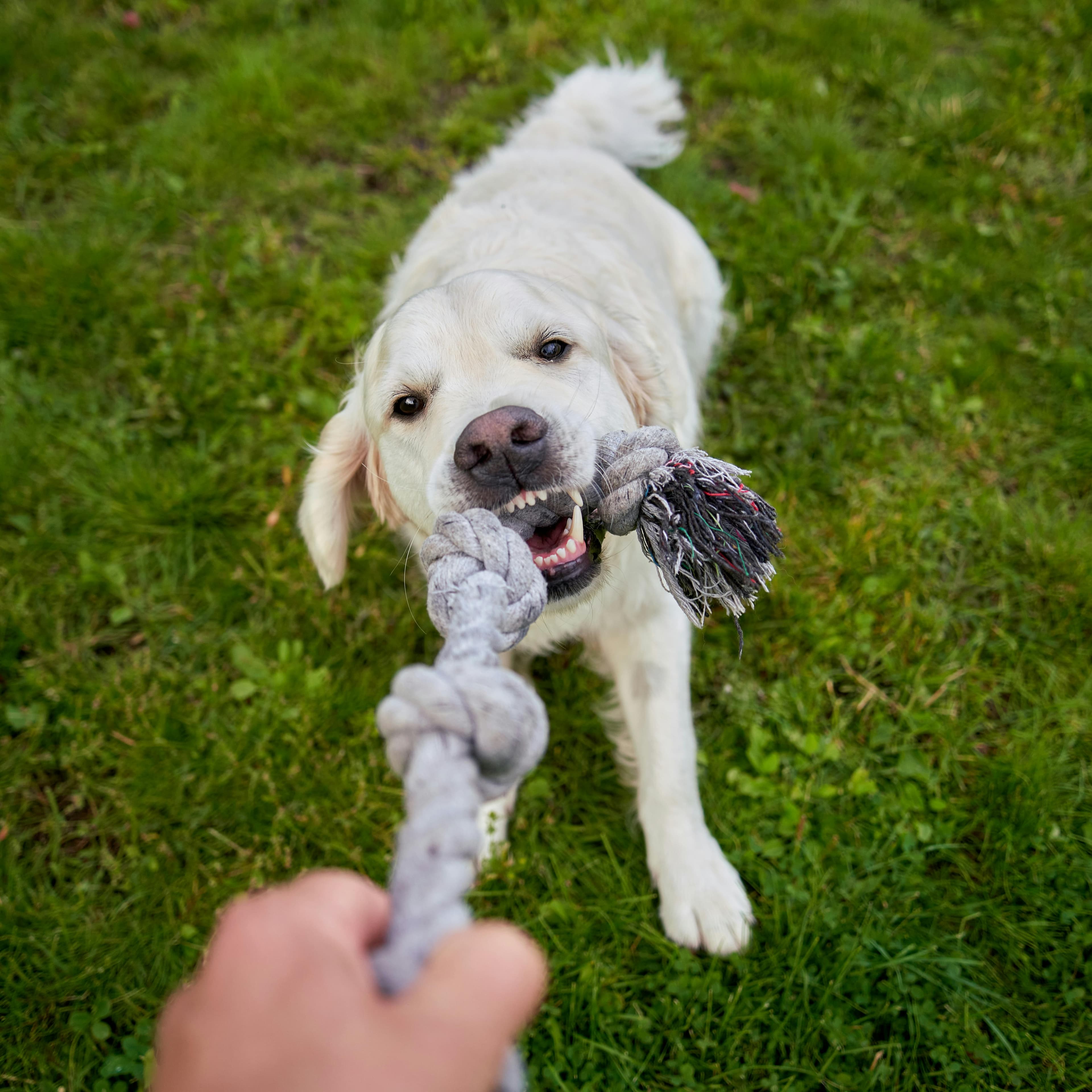 Um Humano Está Brincando De Cabo De Guerra Com Um Golden Retriever Branco Ansioso, Ambos Totalmente Envolvidos No Jogo Divertido