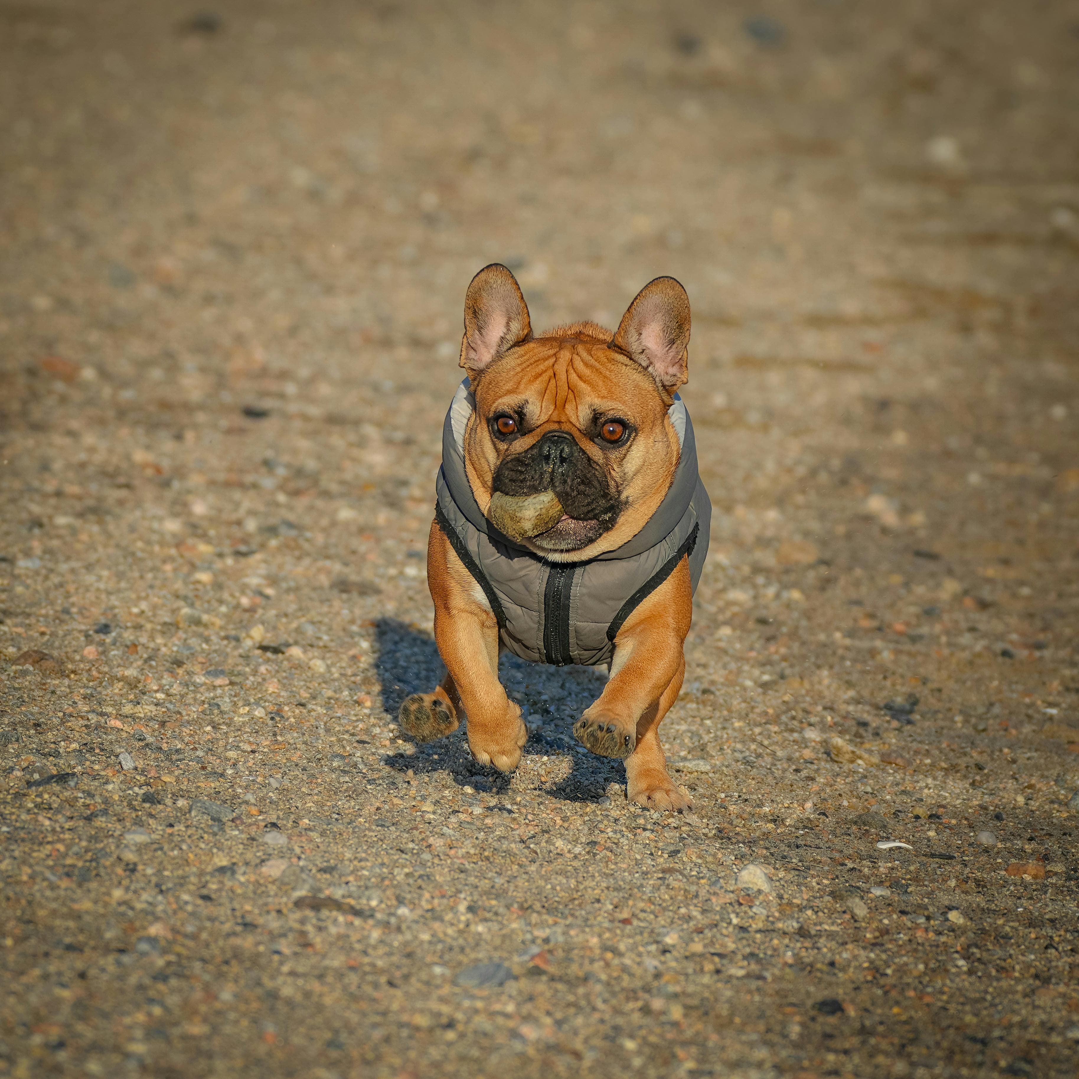 Um buldogue francês brincalhão, vestindo uma jaqueta, correndo em uma praia de areia em Stamford, Connecticut.