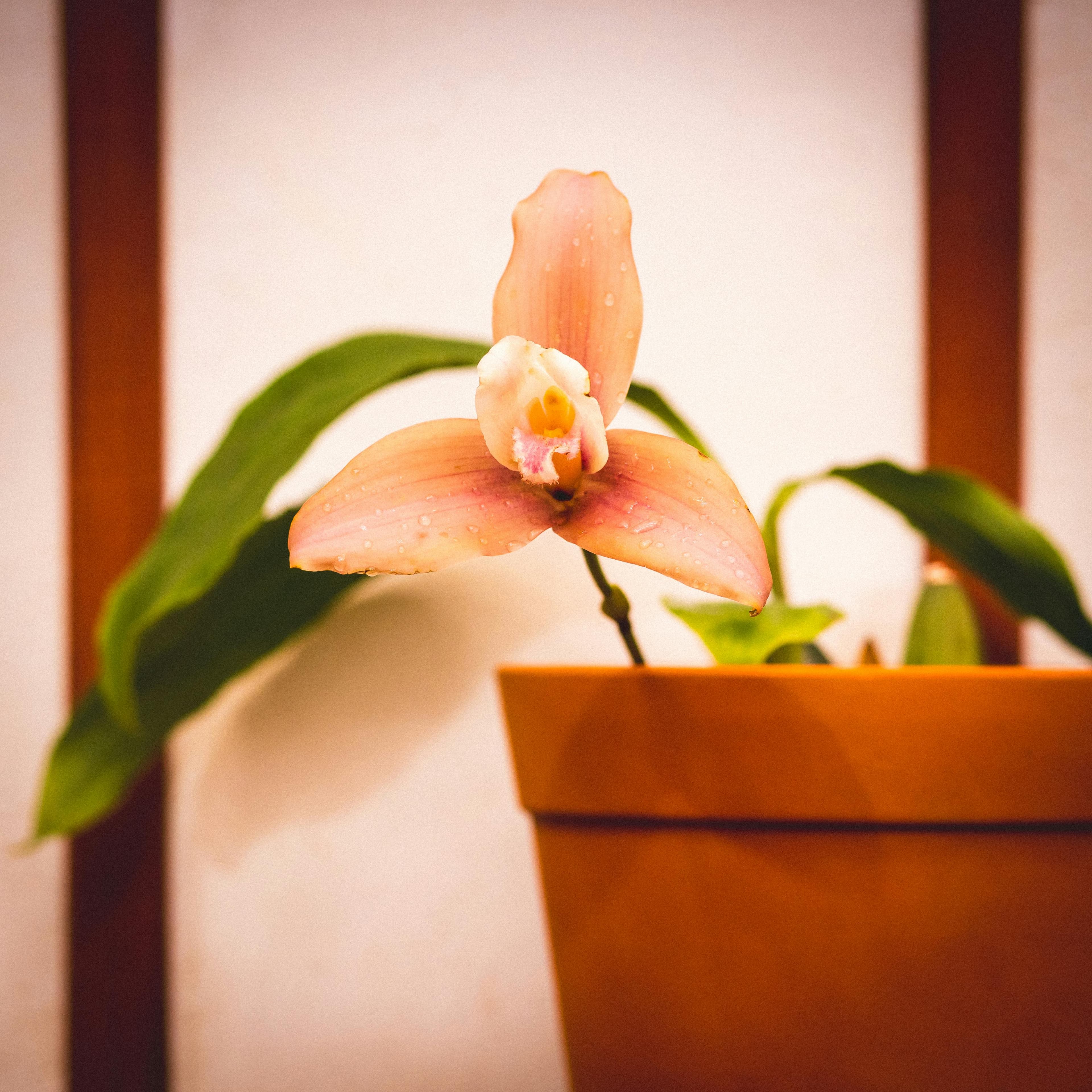 Una hermosa floración de orquídea en una maceta de terracota sobre un fondo cálido, capturada en el interior.