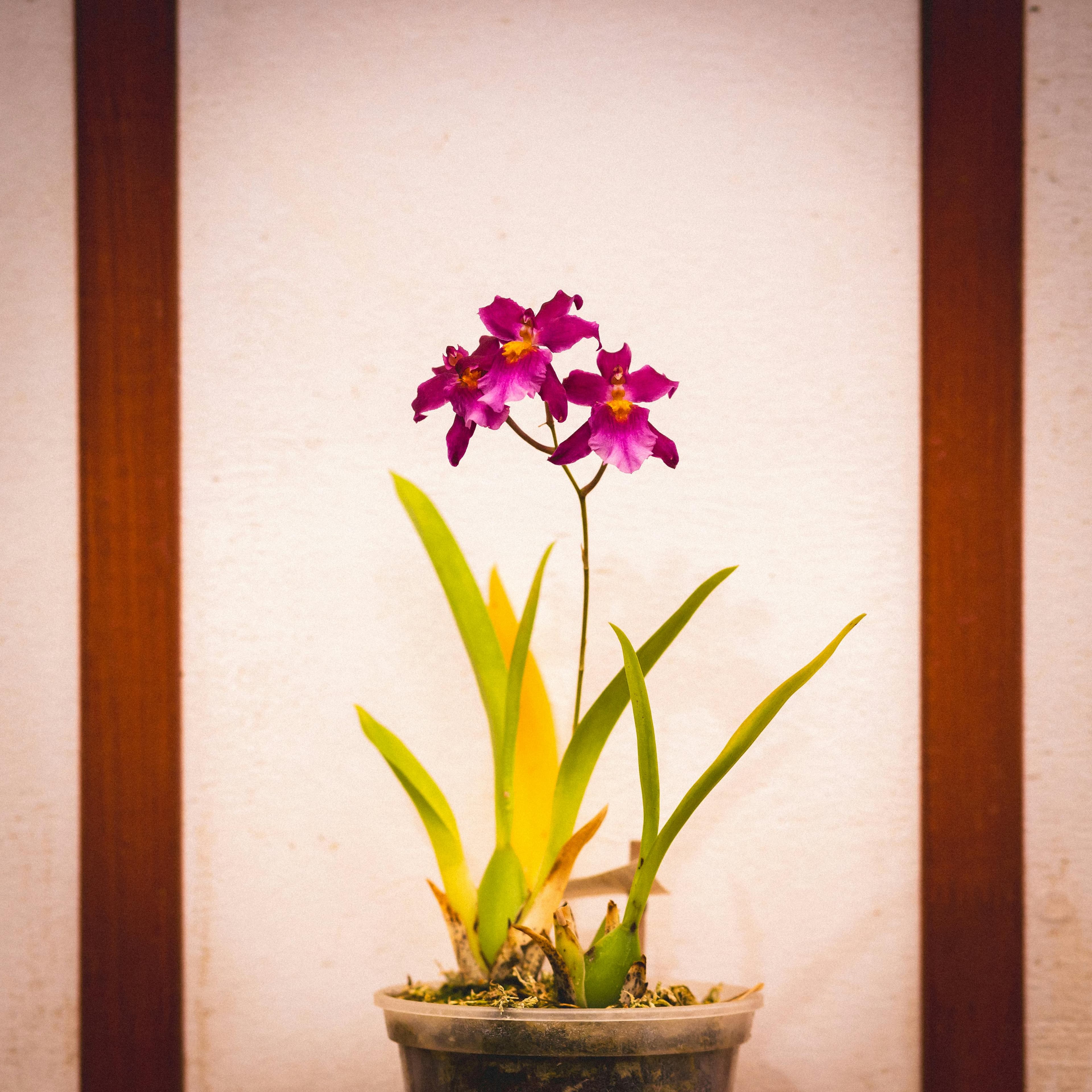 Una sorprendente orchidea viola in un vaso con foglie verdi su uno sfondo minimalista per interni.