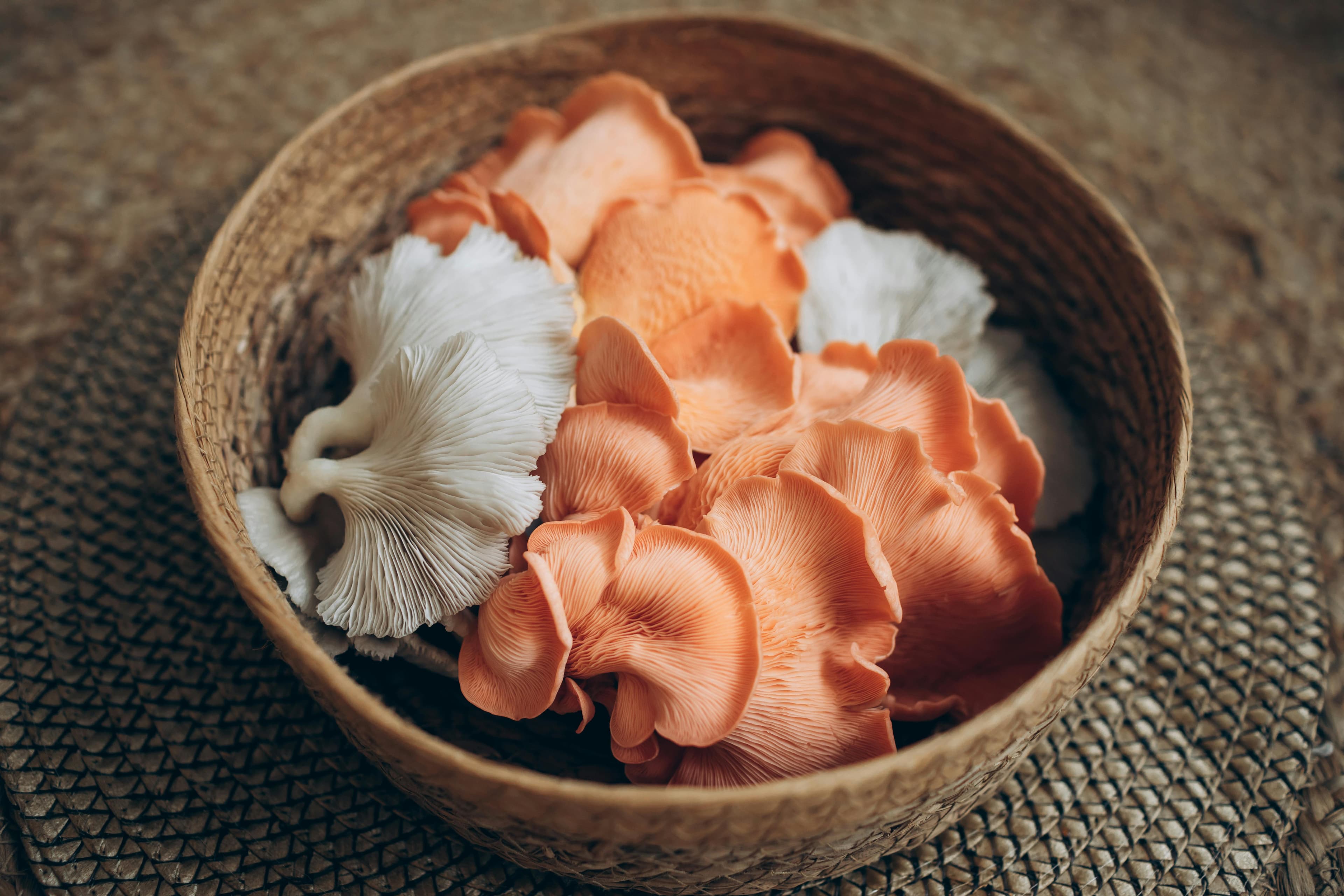 Cogumelos ostra coloridos em uma cesta de vime, perfeitos para temas culinários e de design culinário.