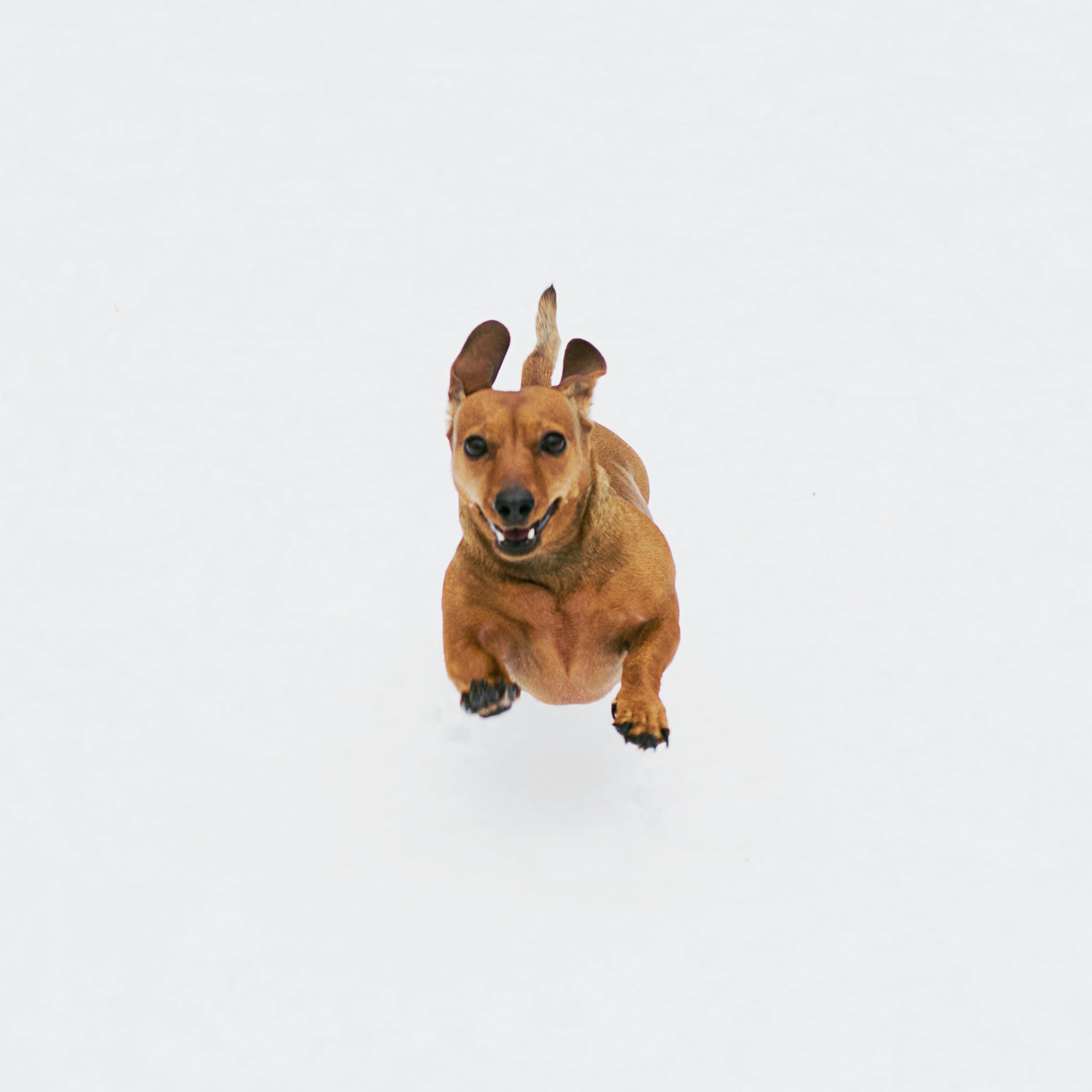白い背景の上の茶色の短いコーティングされた犬